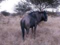 Jeden z druh antilop, anglicky Wildebeest